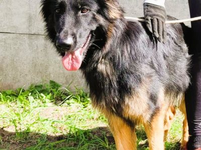 AMELIA - piękna sunia owczarka niemieckiego szuka domu
