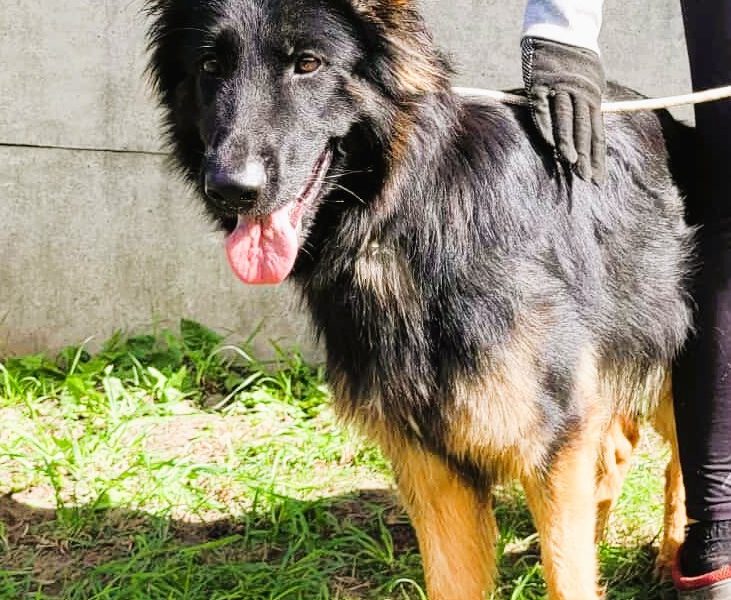 AMELIA - piękna sunia owczarka niemieckiego szuka domu