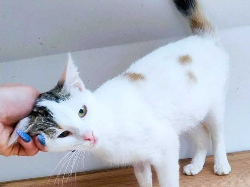 CELINKA - cudowna, miziasta koteczka do adopcji