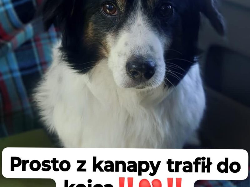 Rabi - nieduży, domowy długowłosy psiak