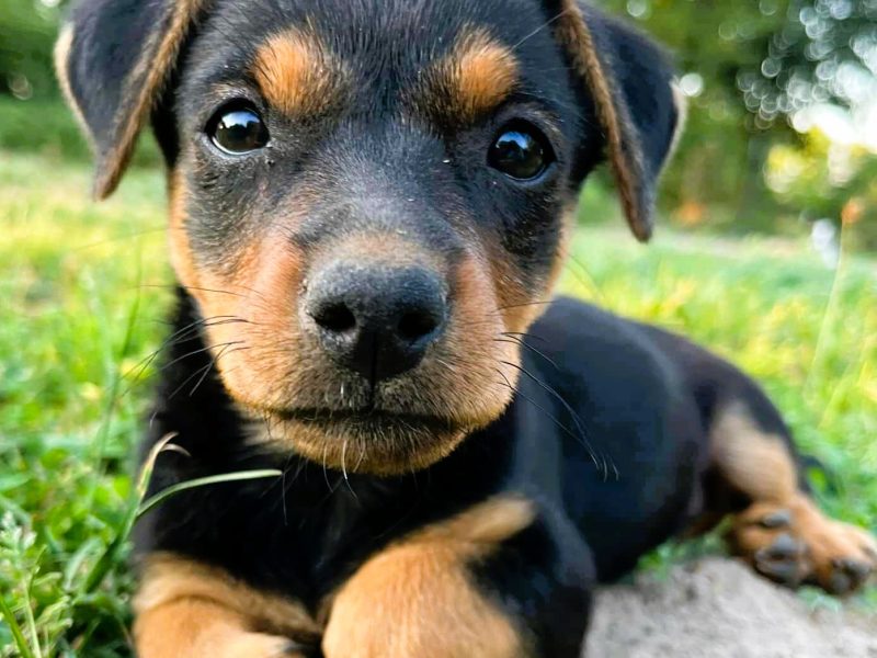 MILA - 2 miesięczna, śliczna sunia szuka super domu