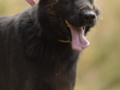 BIES - piękny psiak w typie owczarka do adopcji