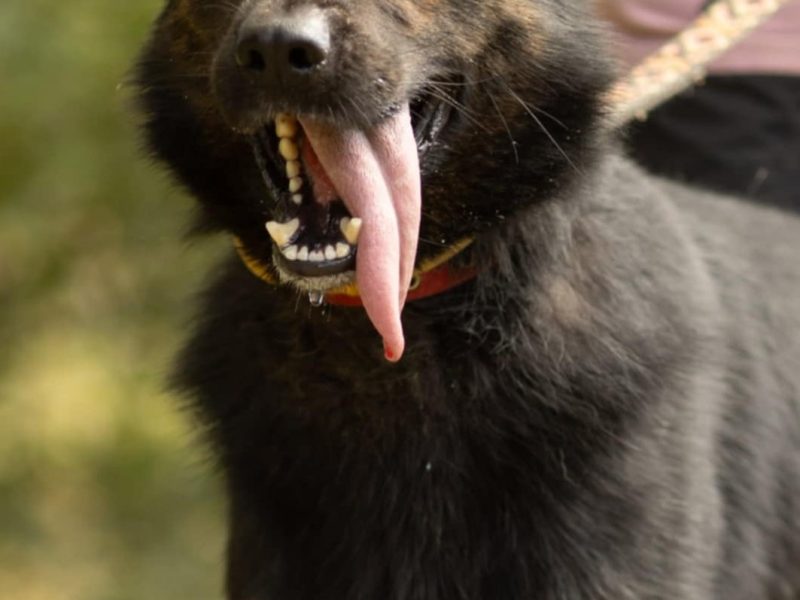 BIES - piękny psiak w typie owczarka do adopcji