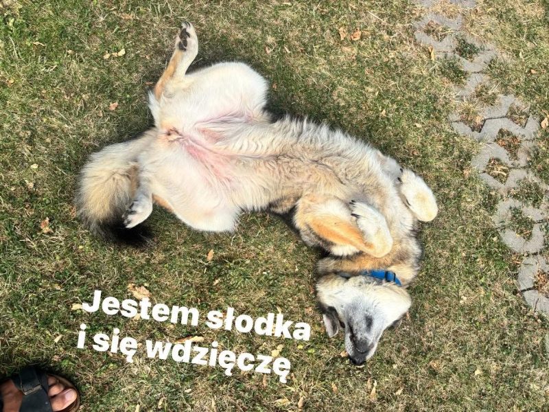 Lussi - łajka syberyjska, szuka domu. Jej pan zmarł