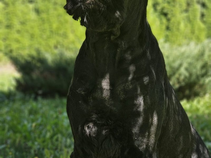 Czarny Terier rosyjski