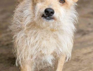 ŻELEK - super psiak, oddany jak popsuta rzecz, szuka domu