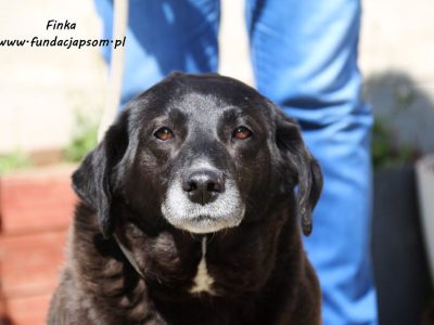 Finka - całe życie w schronisku, pomocy!