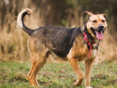 JUNAK - zbyt pospolity by dać mu dom? Błaga o dom!