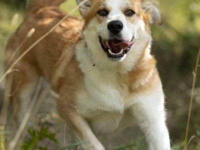 CEZAR - piękny, młody psiak za kratami, ADOPTUJ!