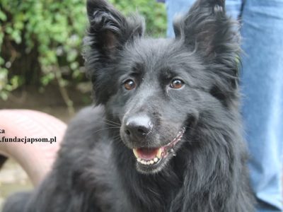 Psotka – młoda, energiczna i wierna jak owczarek