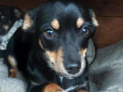 Brawurka - 5 miesięczna nakolankowa kruszynka