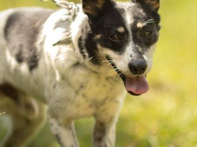 AZOREK - kochany seniorek szuka domu na jesień życia