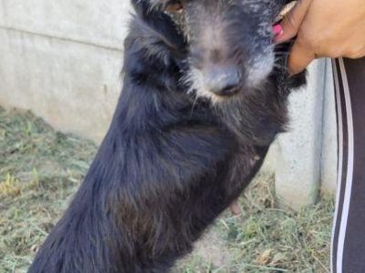 SZIRA - mini wyżełka szuka najlepszego domu