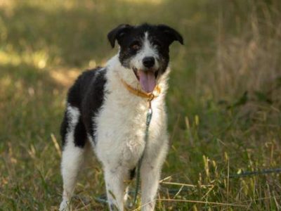 DONALD - piękny psiak w typie wyżła/wilczarza szuka domu