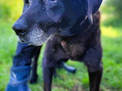 SENIOREK - staruszek błaga o godną jesień życia, ADOPTUJ