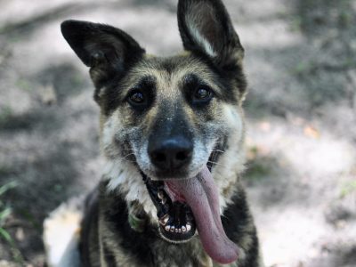 Horaś - ideał z klapniętym uszkiem szuka domu!