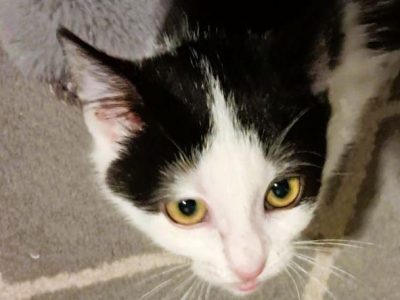 PIANKA - super kicia szuka domu