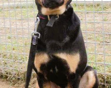 LORI - delikatny psiak w schronisku, szuka domu