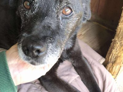 Devo i Devi, łagodne delikatne psiaki do adopcji!