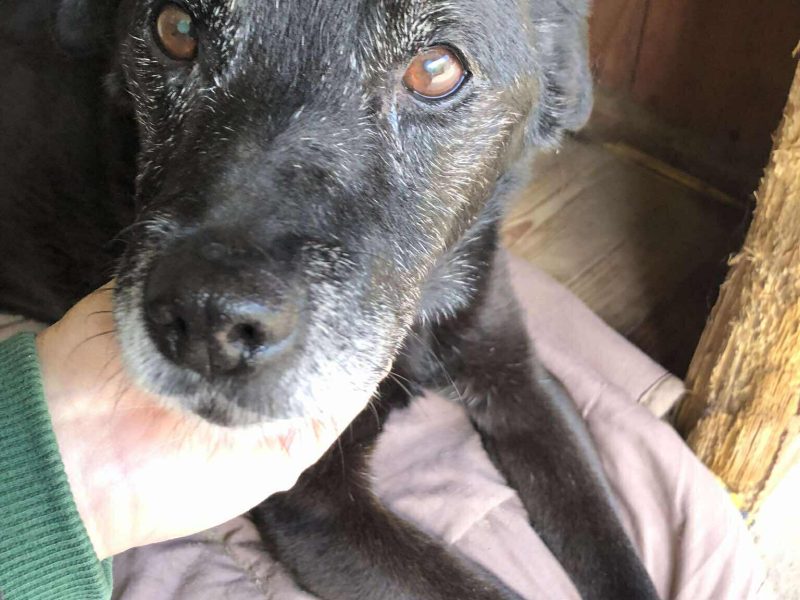 Devo i Devi, łagodne delikatne psiaki do adopcji!