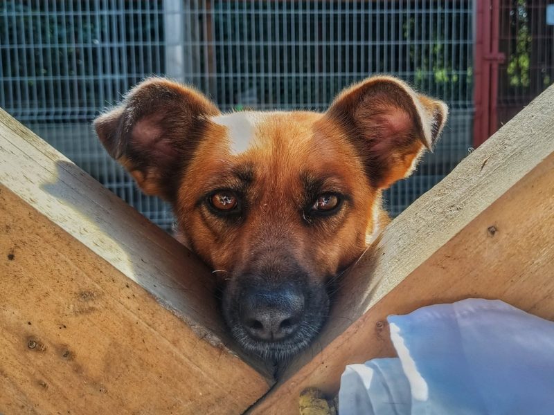 Kora - rozkoszna, delikatna sunia szuka domu!