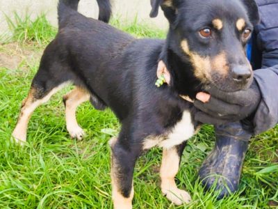 GUCIO - niewielki, kochany psiak szuka domu