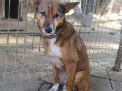 Lisia - najsmutniejsza w schronisku POMOCY!