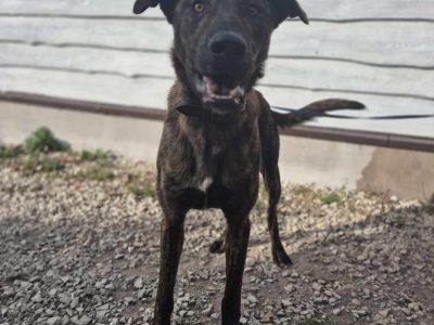 Blum - młody, wychowany z dziećmi, aktywny pręgus!