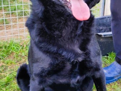 KALWIN - zwykły, czarny kundelek szuka najlepszego domu