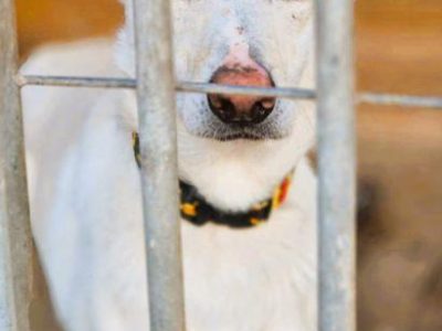 AGUŚ - piękny psiak szuka dobrego domu