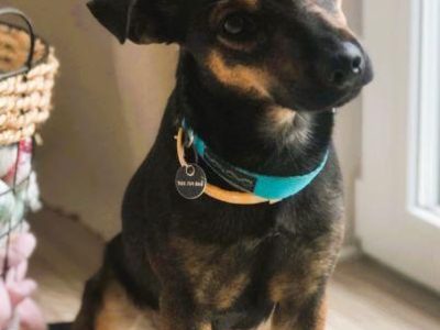 MANIA - 10 miesięczna, kochana sunia szuka dobrego domu