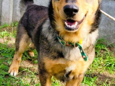 ARCZI - spokojny, nieduży psiak szuka domu