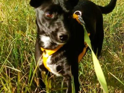 RITA - młoda, nieduża sunia szuka super domu