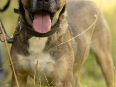 SZCZEPANEK - nie kochany, porzucony, szuka domu