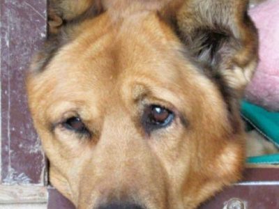 TUPTUŚ - zapomniany przez wszystkich, kochany psiak do adopc