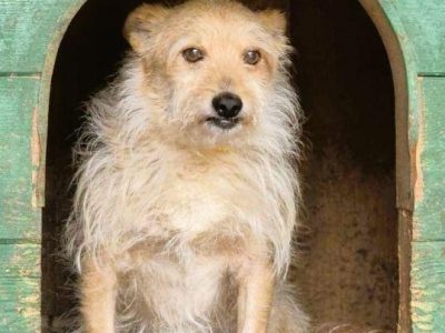 ŻELEK - super psiak, oddany jak popsuta rzecz, szuka domu