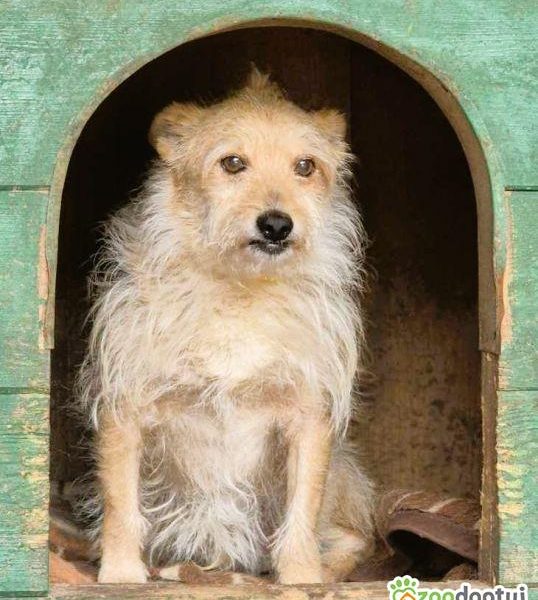 ŻELEK - super psiak, oddany jak popsuta rzecz, szuka domu