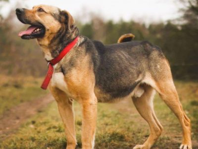 JUNAK - zbyt pospolity by dać mu dom? Błaga o dom!