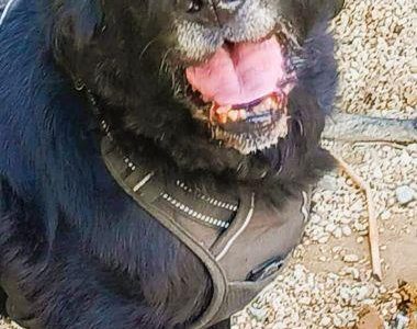 GUCIO - kochany, łagodny seniorek szuka domu