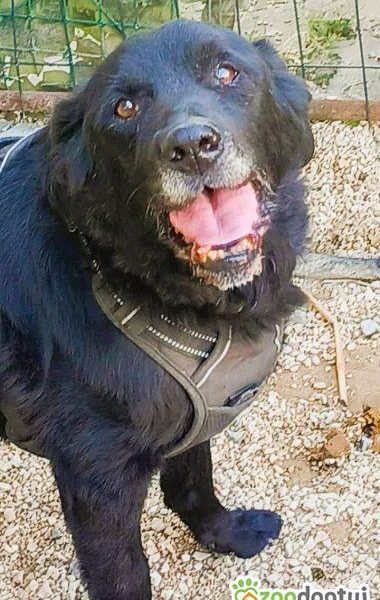 GUCIO - kochany, łagodny seniorek szuka domu