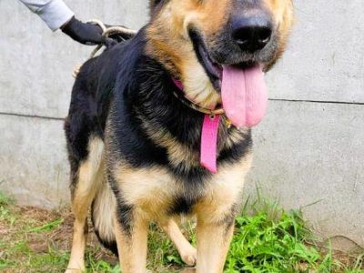 TESLA - sunia w typie owczarka szuka PILNIE domu