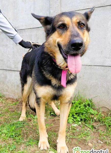 TESLA - sunia w typie owczarka szuka PILNIE domu