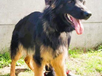 AMELIA - piękna sunia owczarka niemieckiego szuka domu