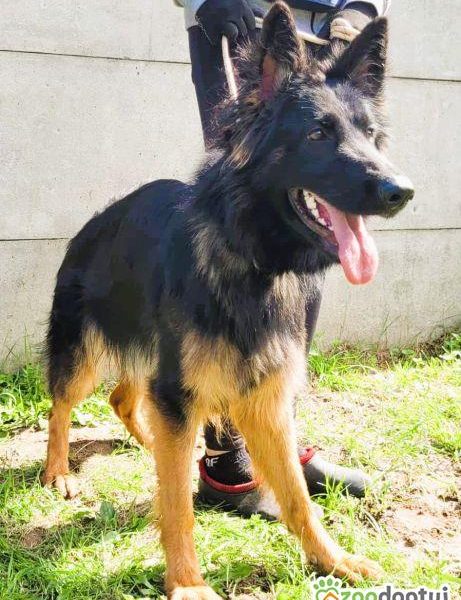 AMELIA - piękna sunia owczarka niemieckiego szuka domu