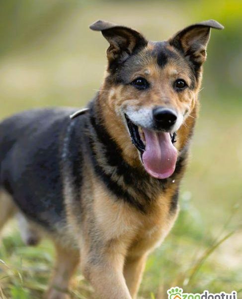BRUTUSEK - cudowny kundelek szuka domu na jesień życia