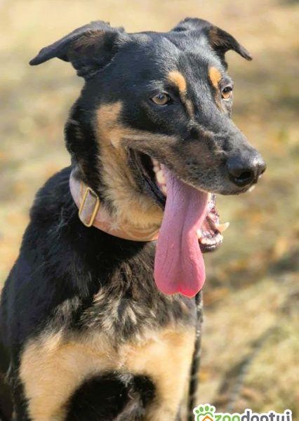 FIGARO - aktywny, wesoły, super pies do adopcji