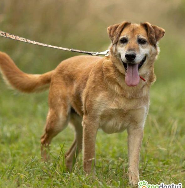 WICEK - kochany seniorek szuka dobrego domu