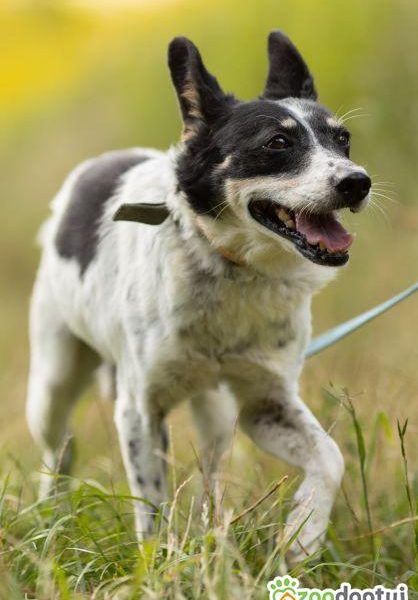 AZOREK - kochany seniorek szuka domu na jesień życia