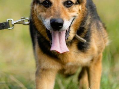 BRUTUSEK - cudowny kundelek szuka domu na jesień życia