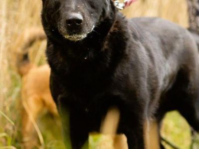 DANTE - piękny psiak w typie labradora szuka domu